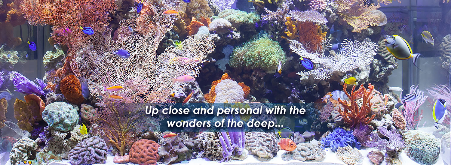 Up close and personal with the wonders of the deep