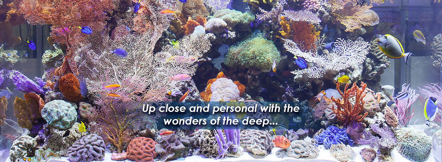 Up close and personal with the wonders of the deep