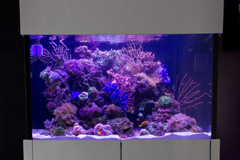 3-feet reef tank