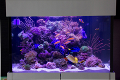 3-feet reef tank