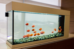 red parrot fengshui tank