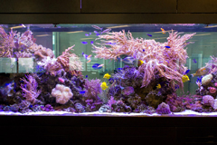 Standard Chartered fish tank