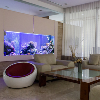 consult, design and build aquariums